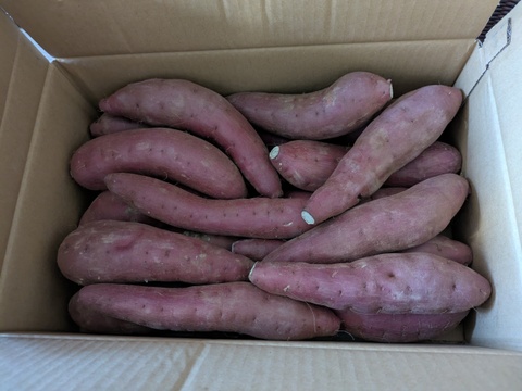 ぞっこんべにはるか　B品　5キロ　Mサイズ