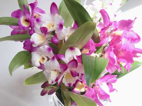 【メッセージカード付】今期最終販売です!! 蘭の花束♡(数量・日にち限定)
