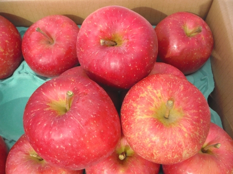 ★早生ふじ★１０ｋｇ★大玉中玉★訳あり★