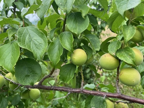 【値下げしました！収穫した梅たちを助けてください！】農薬、肥料不使用・自然栽培の青梅・黄梅混合（大小、品種混合。斑点あり）梅シロップ、梅酒、梅干しに！2kg
