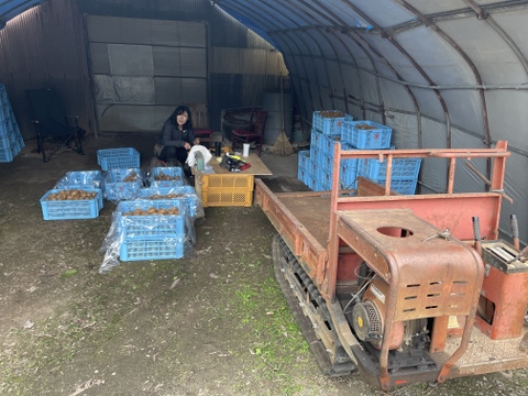 国東半島の地下水で育った栄養満点のキウイを直接お届け！『国東産キウイ』（ワケあり）小玉　中玉　ヘイワード2kg  （22〜35個）