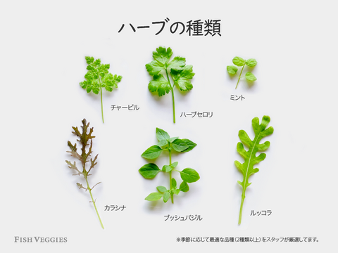 新鮮！採れたて！ミックスハーブ 20g　化学肥料/農薬不使用だから安心して食べられる【FISH VEGGIES】