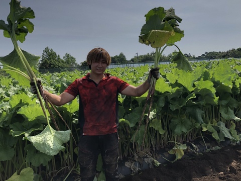 香ばしさとほんのりとした甘みが自慢！留守農場の自家焙煎ごぼう茶と新牛蒡のセット