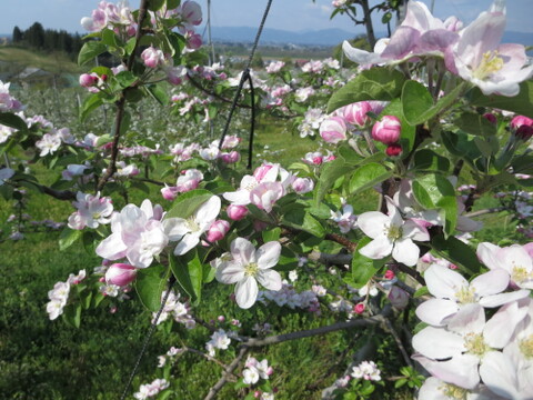 酸味がたまらない！「紅玉のりんごジャム」140g×3本セット