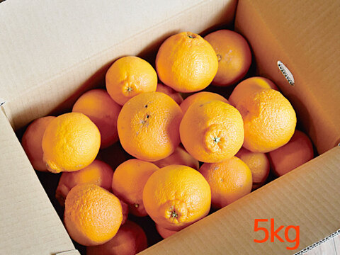 【ご予約受付中】不知火(デコポン同品種)【家庭用(訳あり)】5kg　322-3