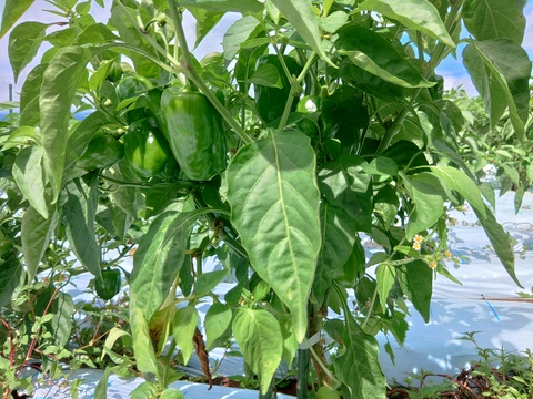 八ヶ岳高原の恵み満載！新鮮野菜5種詰め合わせセット