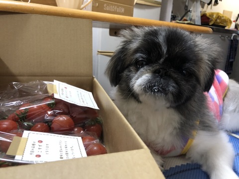 【食べ比べ 】食卓に笑顔を　ハートの様な形のトマトベリー＆ミニトマトのセット 1kg【千葉県旭市産】【トマト食べ比べ】