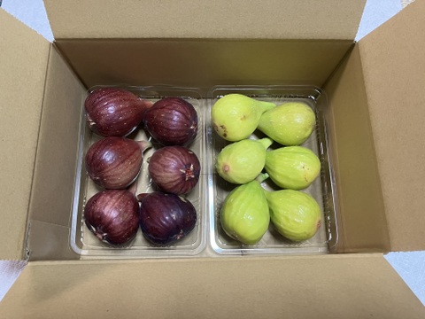 いちじく　２種セット　ドーフィン＆いちじくバナーネ　予約販売　順次配送