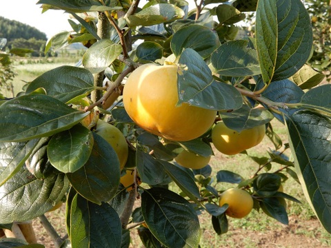 美味しさ抜群（早生の柿）「太秋」「太雅」「輝太郎」９個～１２個入３.５㎏以上