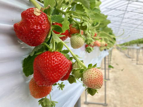 盛岡夏いちご(すずあかね)約600g入り１箱