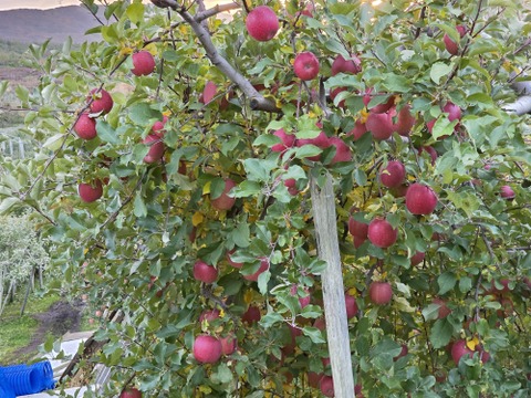 東京で１番美味しいかもしれない！と評価していただきました✨
贅沢５品種ブレンドりんごジュース「百年の想い」 720ml 3本セット