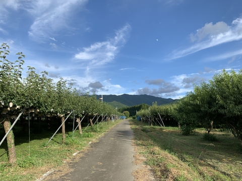 梨の王様！『清流球磨梨』新高　約10kg【5kg箱(5～14個入り)を2箱重ねてお届け】