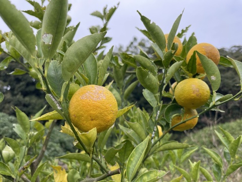 木なり完熟すだち(自然栽培)2㎏箱詰-農薬不使用・無肥料・無除草剤