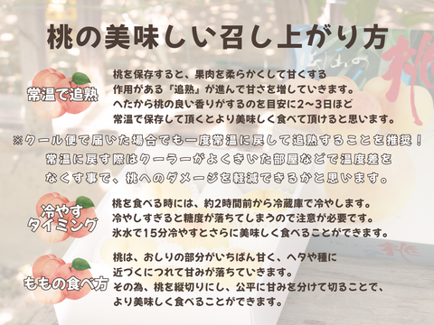 白桃 といえば 清水白桃 しっかり追熟して本来の美味しさを味わっていただきたい 岡山県産清水白桃 6～9個入り 2.0キロ以上