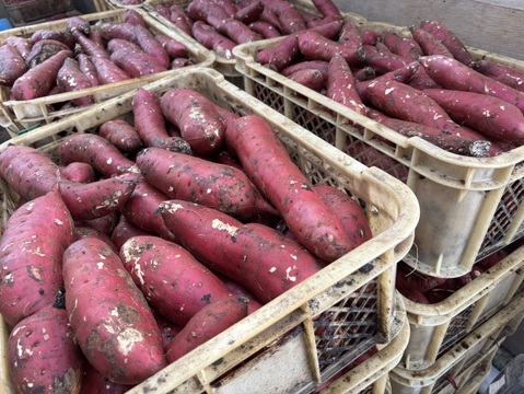 【訳あり品】紅はるか 平干し バラ詰め 2
キロ