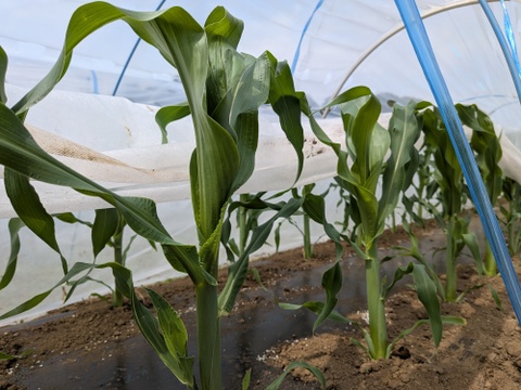 6月上旬から発送予定の予約販売【ミルキーシュガー】8本入り『クール便』