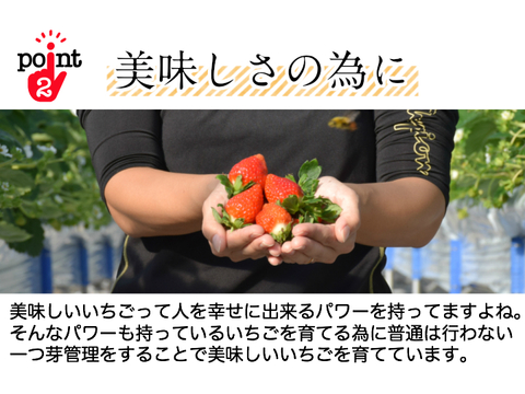 【夏ギフト】 果汁溢れるいちごアイス　選べる4種・シャーベット・ミルク・ソース・ソー酢※20056