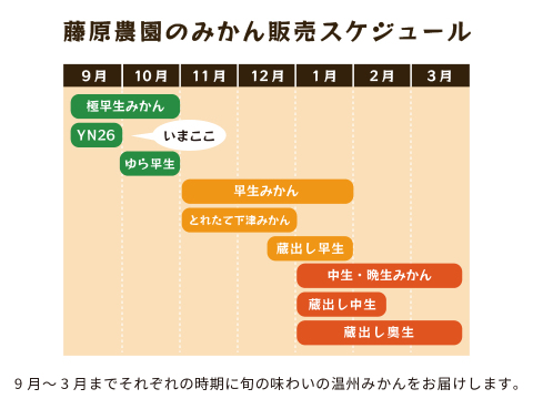YN26（みかん）家庭用5kg｜和歌山で生まれた温州みかんの有望品種を産地直送でお届け