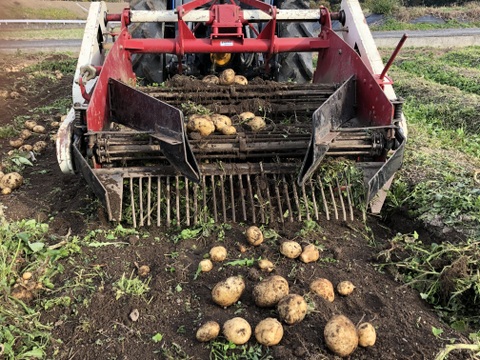 注目の新品種『アイマサリ』3kg