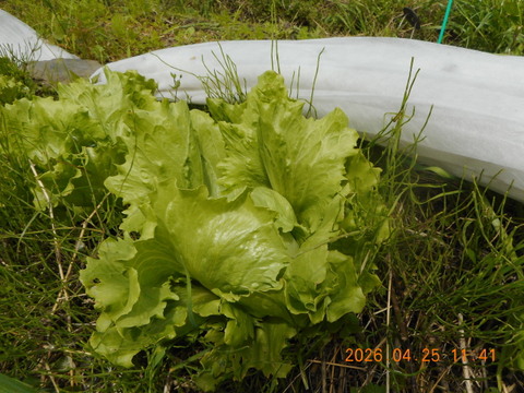スナップエンドウ：自然農栽培で育てた奈良の野菜