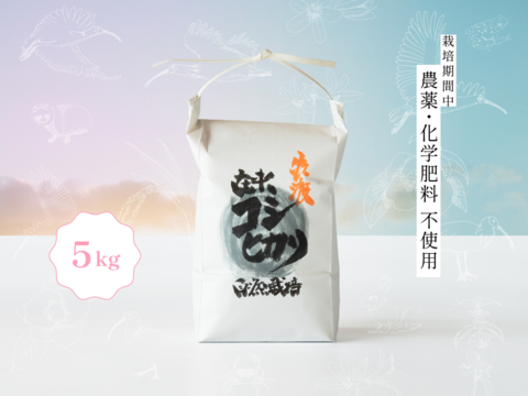 【予約商品】【令和7年新米】潮風香る田んぼでトキと育った新潟県佐渡産 自然栽培『在来コシヒカリ』 白米5kg