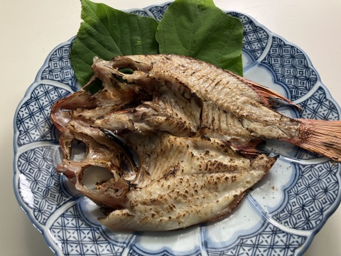 近眼金時　5尾