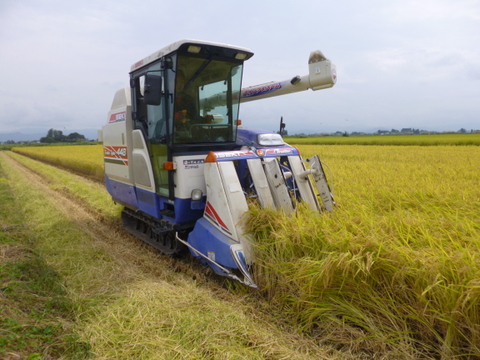 新米予約！令和8年産山形県産特別栽培ミルキークイーン 5kg：山形県