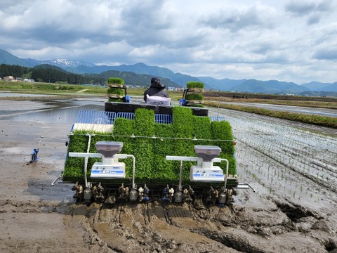 山形県産新米つや姫10kg(5kg×2袋)白米