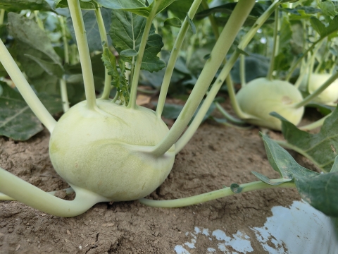 2〜4名様向け野菜セット／野菜6種＋加工品