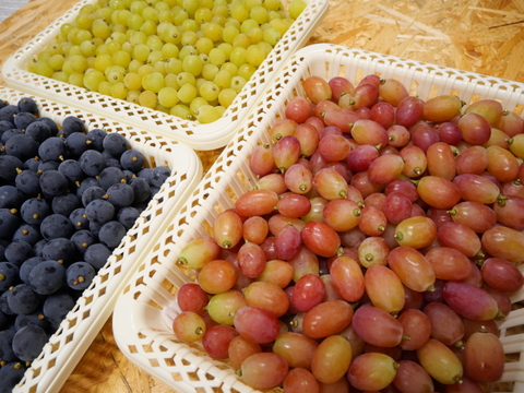 【予約販売】2026年度　3色の宝石箱セット（サンシャインレッド、シャインマスカット、BKシードレス）700g