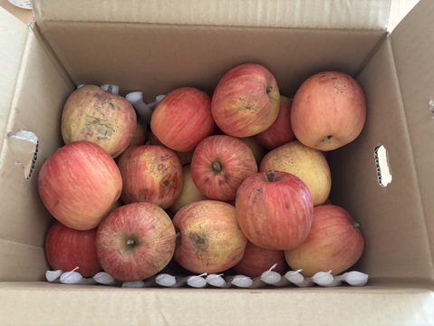 すぐ発送！5キロ バラ詰　農薬半減栽培葉取らず樹上完熟サンふじ家庭用訳あり　蜜入りもあり❣️　りんご