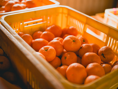 人気No.1手が止まらない有田みかん5kg！糖度11度〜