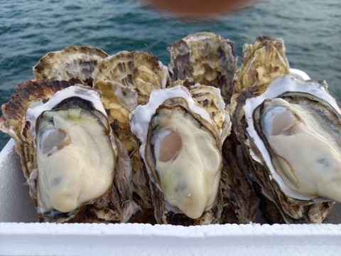 三陸直送！加熱用殻付き牡蠣30個