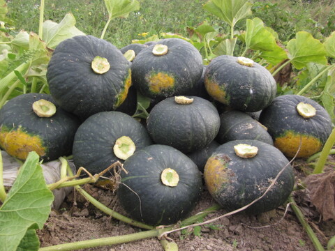 【ワケアリ】北海道産ホクホクのあま～い南瓜　４キロ（２〜４玉）