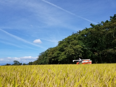 【令和7年新米】特別栽培米はえぬき精白米5kg