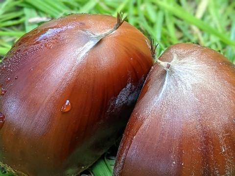 【秋の味覚】渋皮煮用むき栗500ｇ