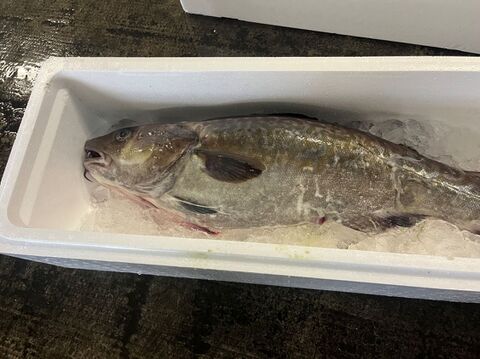 【今が旬！】　青森県佐井村産真タラ　一本　約３㎏