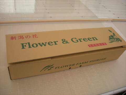9月以降の発送　ギフトラッピング　ユリ切り花　5花色おまかせ　　※北海道・沖縄県配送不可※