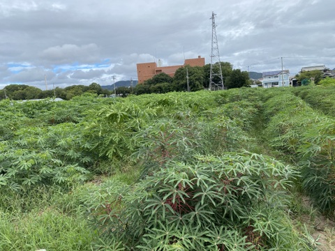 5kg キャッサバ芋 甘味種【赤穂産】：兵庫県産のキャッサバ
