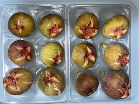蓬莱柿(日本いちじく)