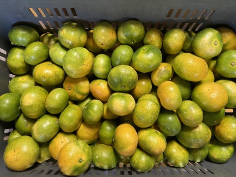 柑橘シーズンのはじまり！【選果落】極早生みかん（３ｋｇ）サンプル糖度8.7～10.4度。見た目の悪いものです。１０月２日収穫