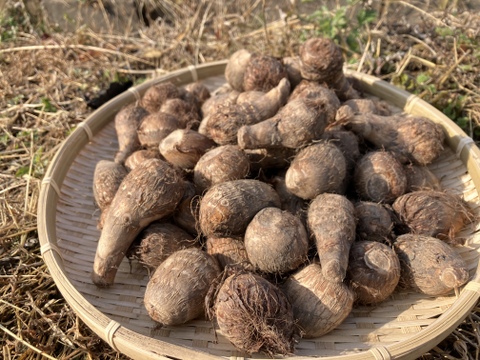 おおふくの里芋ミニサイズ2キロ