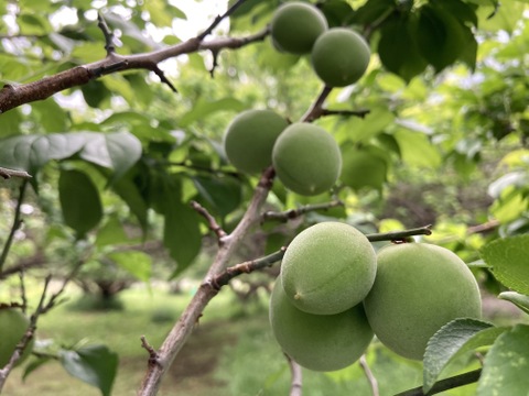 白加賀・青梅】自然栽培 農薬・化学肥料不使用！サイズ混合1kg