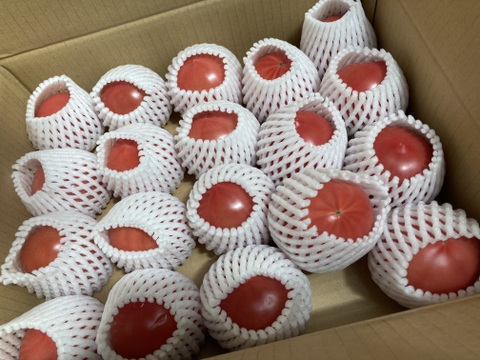 【こだわり土耕栽培】濃厚な愛情と旨み！こてらんねぇトマト M〜Lサイズ(約3kg 入り)