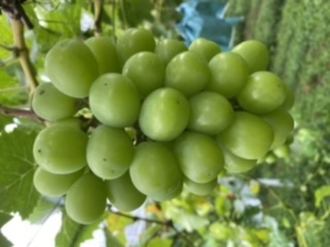 【自家栽培の生食用葡萄を使用】美味しい白ワイン　アルコール分　11  %