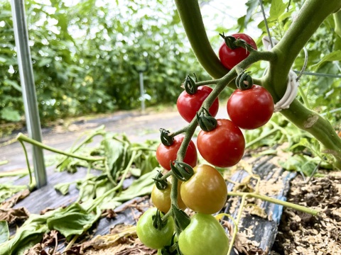 食卓に彩りを♪植竹農園のカラフルミニトマト１．５ｋｇ