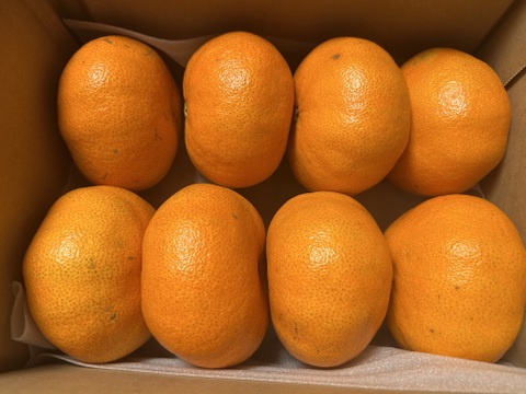 【甘平 2kg】〜シャキッとした食感と弾ける粒感〜【家庭用】