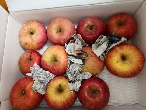 まるせい果樹園のサンふじ　訳あり　自家用　家庭用　3キロ rf7