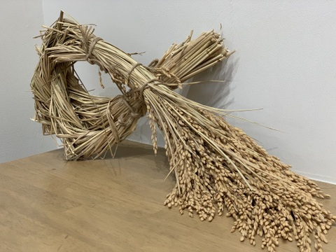 ※令和７年産新米※【予約注文発送10月上旬予定】白馬産コシヒカリ白米10kg