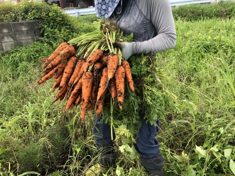 今が旬！貴重A品有機人参Sサイズ10kg